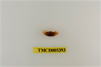 藏品(弧邊管招潮蟹)的圖片